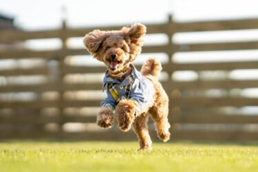 愛犬の「過ごしやすい」を叶える住まいのひと工夫